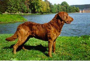 [photo, Chesapeake Bay Retriever]