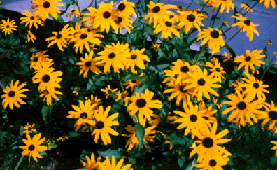 [photo, Black-Eyed Susans, Anne Arundel County, Maryland]