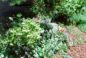 [photo, Spring flowers near Hammond-Harwood House, Annapolis, Maryland]