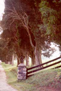 [photo, Red cedars near Mountain, Maryland  (Harford County)]