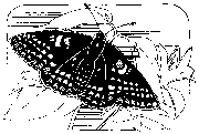 [line drawing, Baltimore Checkerspot Butterfly]