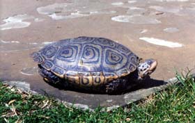 [color photograph, Diamondback Terrapin (side view), Annapolis, Maryland]