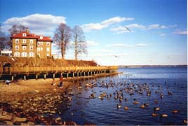 [color photo, Mallards on Susquehanna River, Havre de Grace, Maryland]